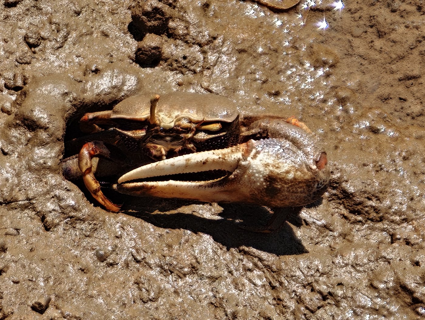 Fiddler crab in the tidal mud at Ilha de Tavira