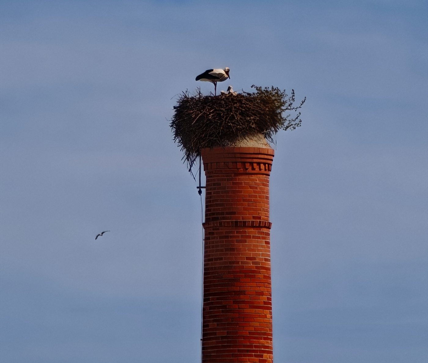 White stork nesting on top of a red brick chimney