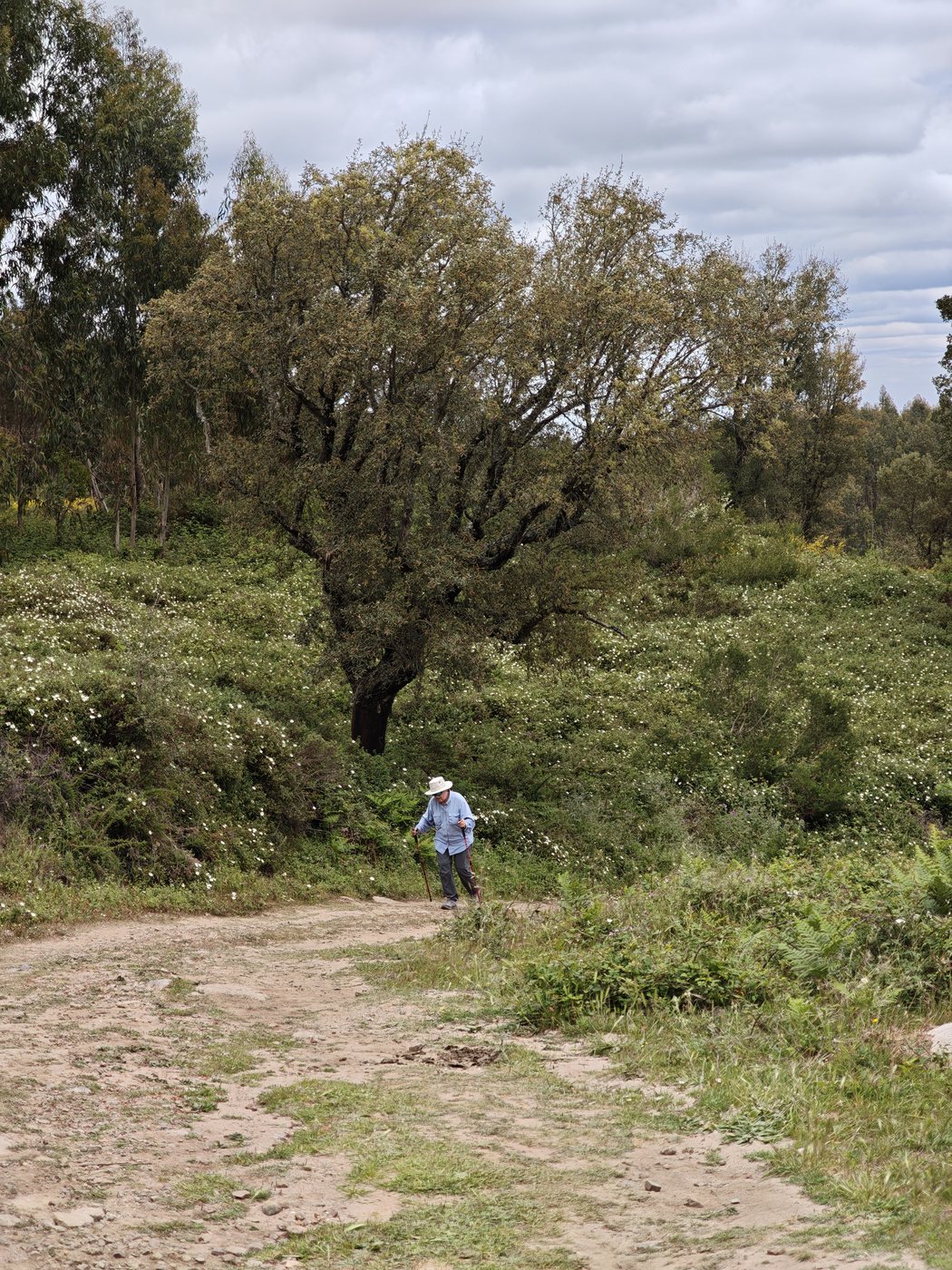 Kathy walking a dirt path through cistus scrub and trees