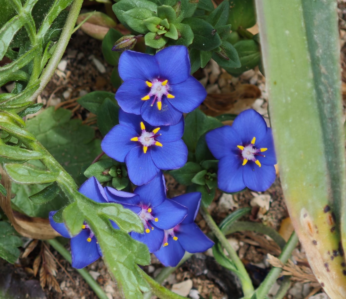 Flora near Cabo de São Vicente and Sagres, Algarve
