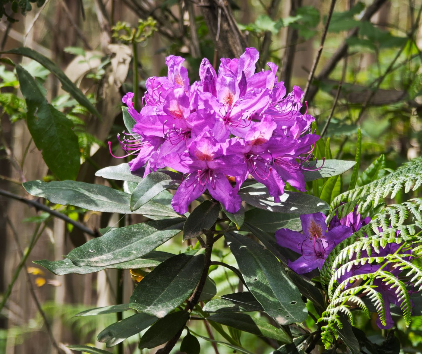 Wildflowers on the Foia trail, Algarve