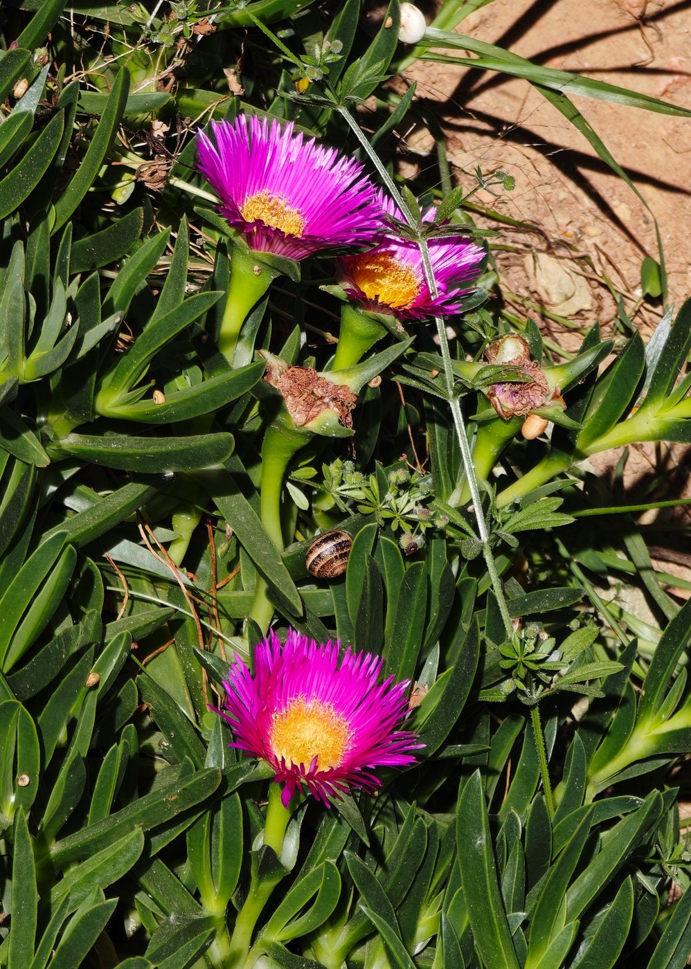 Wildflowers on the Algarve cliffs at Praia da Rocha