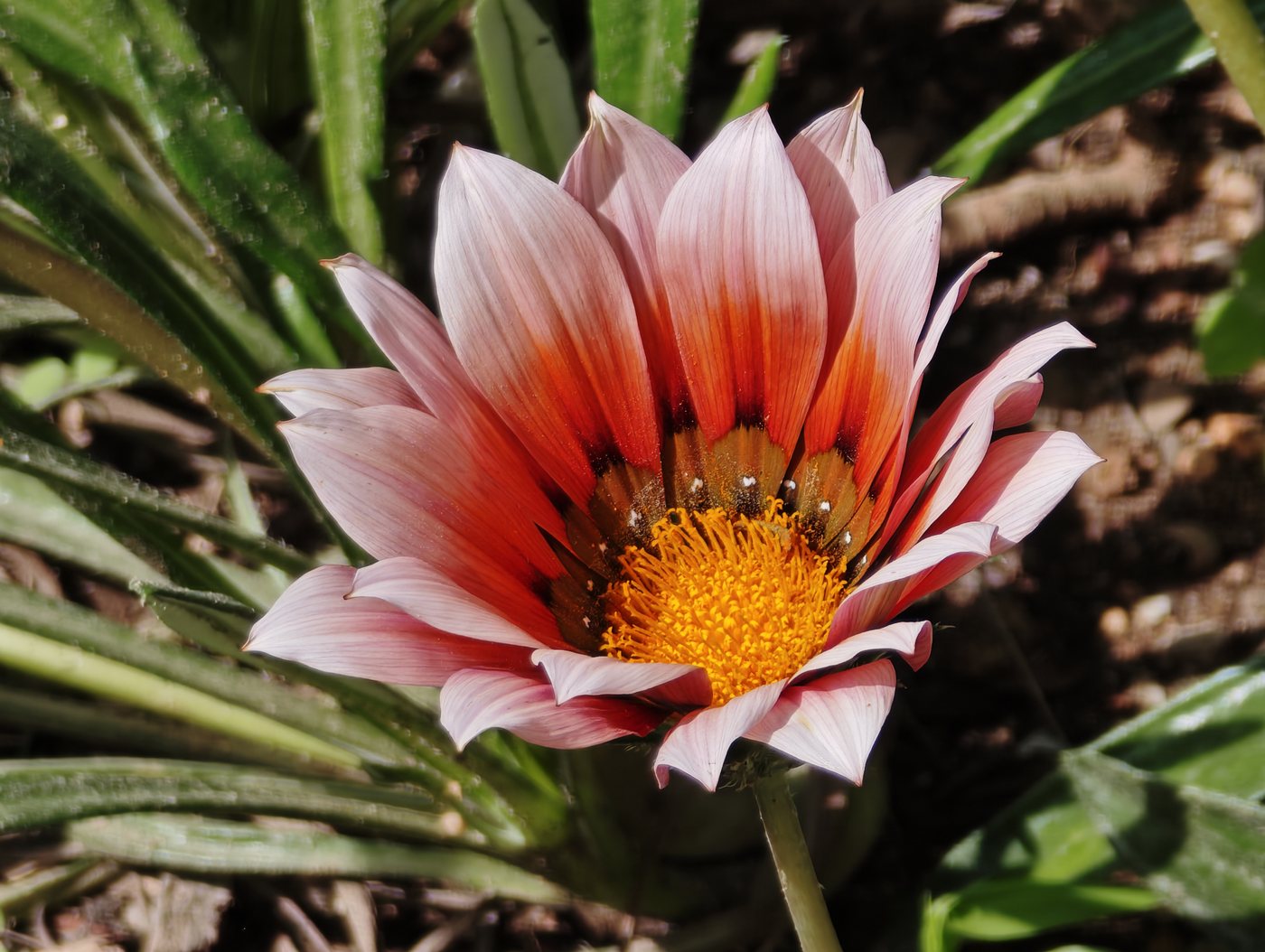 Flowering plants in the gardens and countryside around Tavira