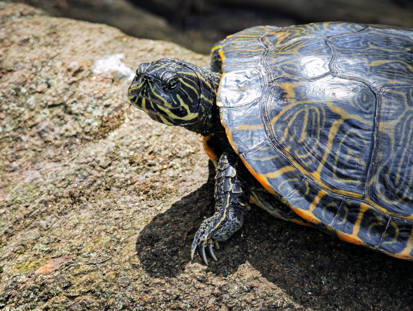 A red-eared slider turtle basking on a rock in the pond at Parque Marechal Carmona, Cascais